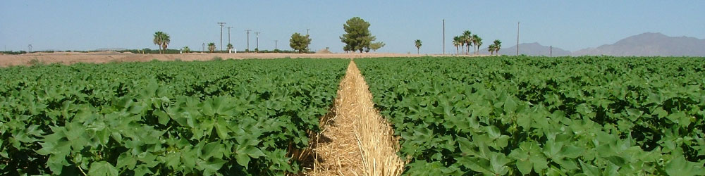 Cotton Agronomy Research - Cotton Production - Cotton Incorporated