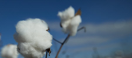 Cotton Quality and Classification - Cotton Incorporated